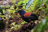 South Island Saddlebackborder=